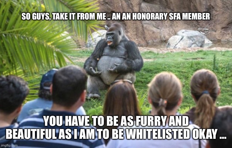 Whitelisted Super Fat Ape | SO GUYS, TAKE IT FROM ME .. AN AN HONORARY SFA MEMBER; YOU HAVE TO BE AS FURRY AND BEAUTIFUL AS I AM TO BE WHITELISTED OKAY … | image tagged in ted talk gorilla | made w/ Imgflip meme maker