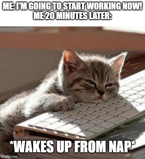 tired cat | ME: I'M GOING TO START WORKING NOW!
ME 20 MINUTES LATER:; *WAKES UP FROM NAP* | image tagged in tired cat,procrastination,procrastinate,working,memes,school | made w/ Imgflip meme maker