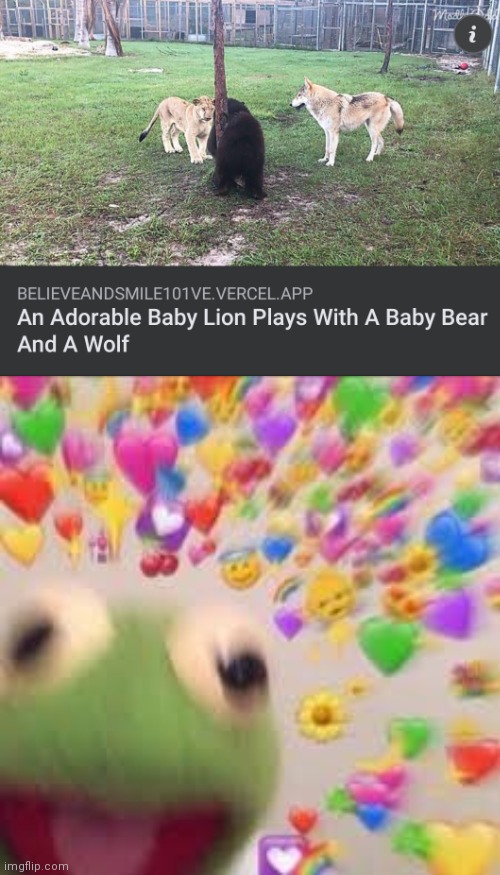 Das cute. | image tagged in kermit with hearts,wholesome,lion,bear,wolf | made w/ Imgflip meme maker