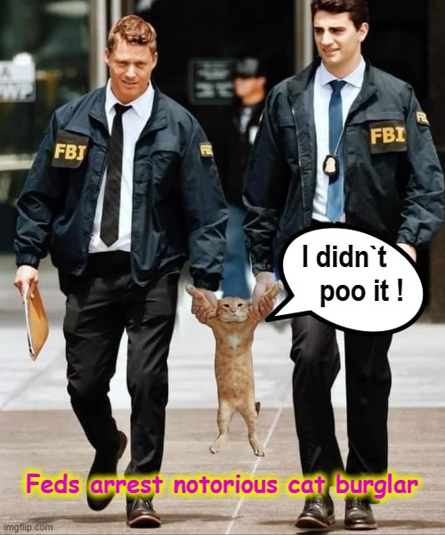 I`m innocent ! | I didn`t    
 poo it ! Feds arrest notorious cat burglar | image tagged in fear and loathing cat | made w/ Imgflip meme maker