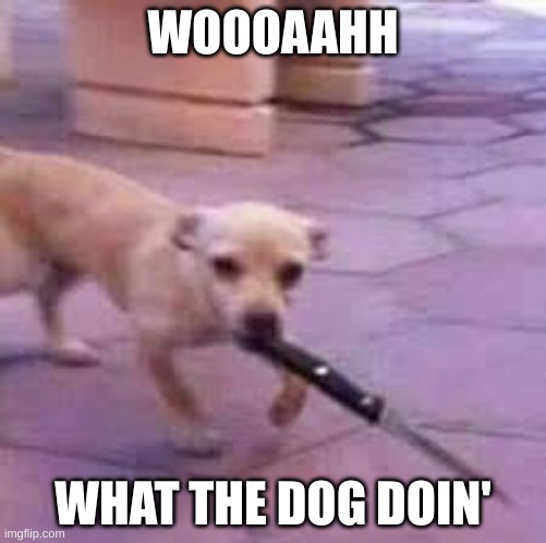 WHAt the Dog dOin? | WOOOAAHH; WHAT THE DOG DOIN' | image tagged in funny,memes,meme,dog,what the dog doin | made w/ Imgflip meme maker