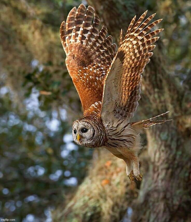 Majestic | image tagged in awesome | made w/ Imgflip meme maker