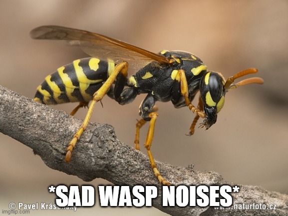 Wasp | *SAD WASP NOISES* | image tagged in wasp | made w/ Imgflip meme maker