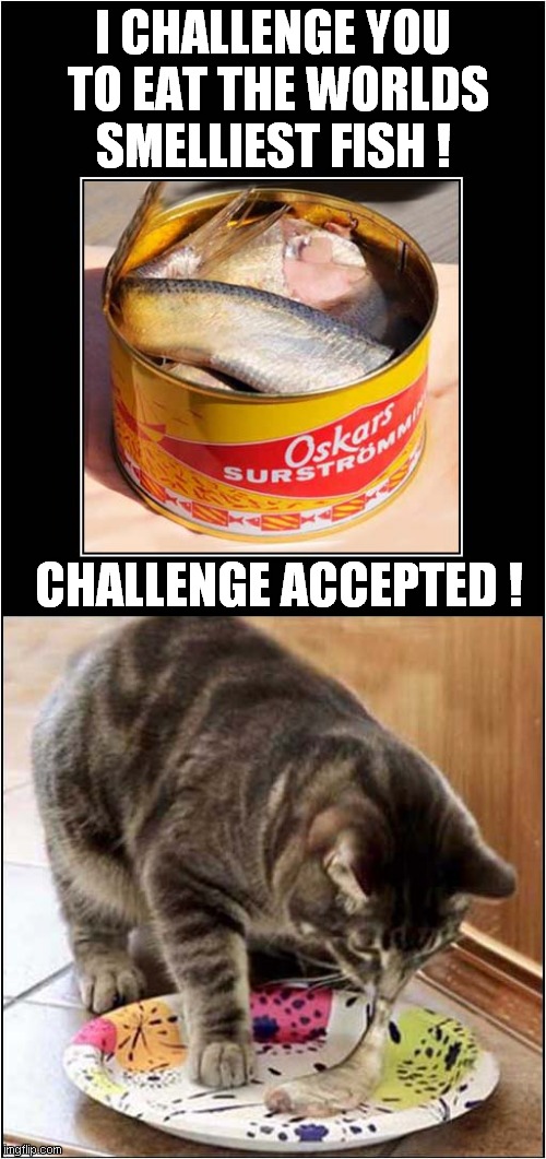 Cat vs Surströmming | I CHALLENGE YOU
 TO EAT THE WORLDS
SMELLIEST FISH ! CHALLENGE ACCEPTED ! | image tagged in cat,fermented herring,challenge,surstromming | made w/ Imgflip meme maker
