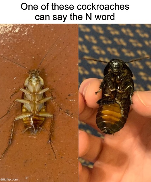 One of these cockroaches
can say the N word | made w/ Imgflip meme maker