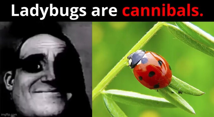 It's true | image tagged in ladybugs,cannibal,mr incredible becoming uncanny,cool bug facts,the scroll of truth | made w/ Imgflip meme maker