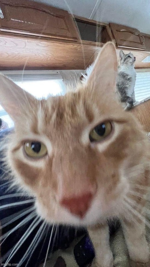 Cat reveal (these are my 2 cats) | made w/ Imgflip meme maker