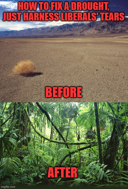 Thanks to Kate_the_Grate for the idea! | HOW TO FIX A DROUGHT, JUST HARNESS LIBERALS' TEARS; BEFORE; AFTER | image tagged in desert tumbleweed,jungle,liberals' tears,drought,climate change | made w/ Imgflip meme maker