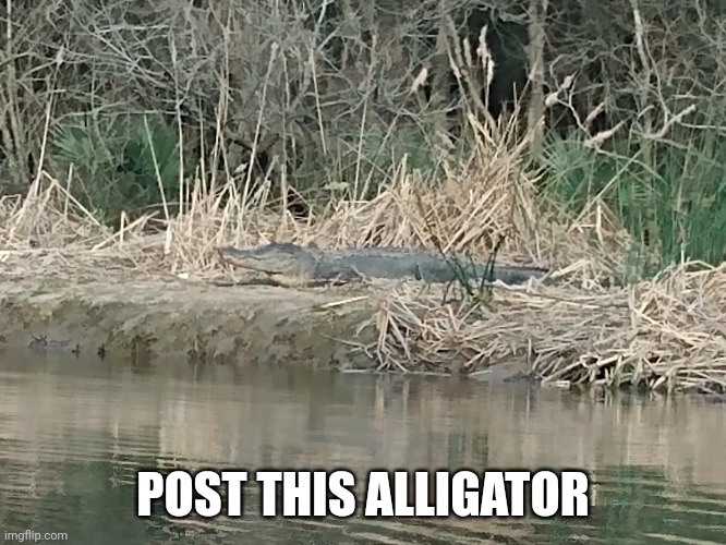 Alligator |  POST THIS ALLIGATOR | image tagged in alligator | made w/ Imgflip meme maker