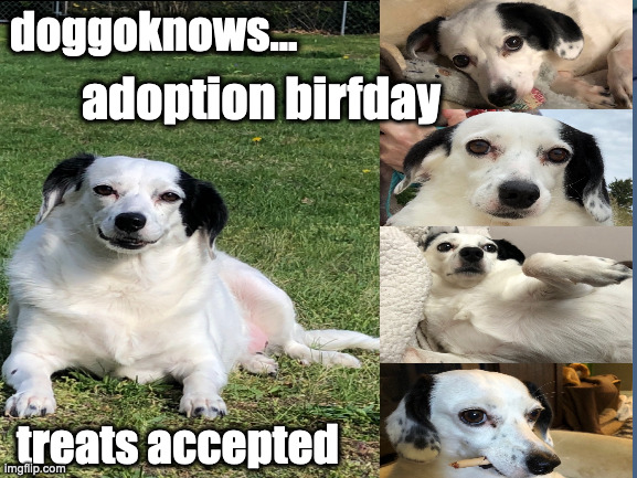 doggoknows birfday | doggoknows... adoption birfday; treats accepted | image tagged in doggo,doggoknows,dog memes,dog birthday,dog celebration,dog adoption | made w/ Imgflip meme maker