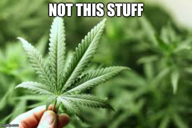 marijuana | NOT THIS STUFF | image tagged in marijuana | made w/ Imgflip meme maker