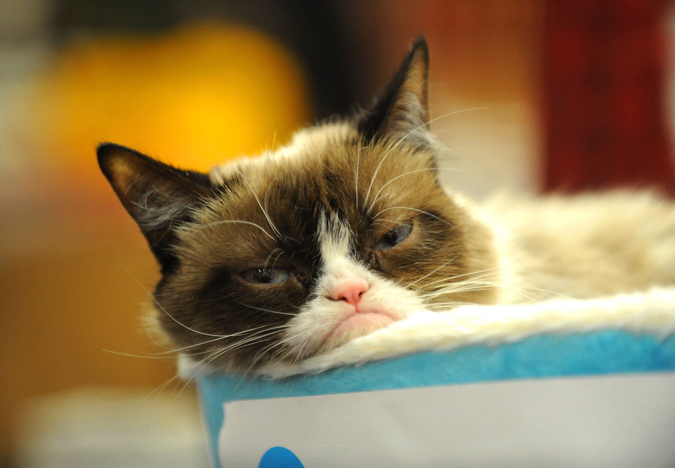 High Quality sleepy grumpy cat Blank Meme Template