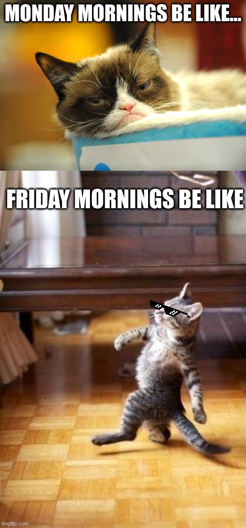 Mornings be like | MONDAY MORNINGS BE LIKE... FRIDAY MORNINGS BE LIKE | image tagged in grumpy cat,cool cat stroll | made w/ Imgflip meme maker