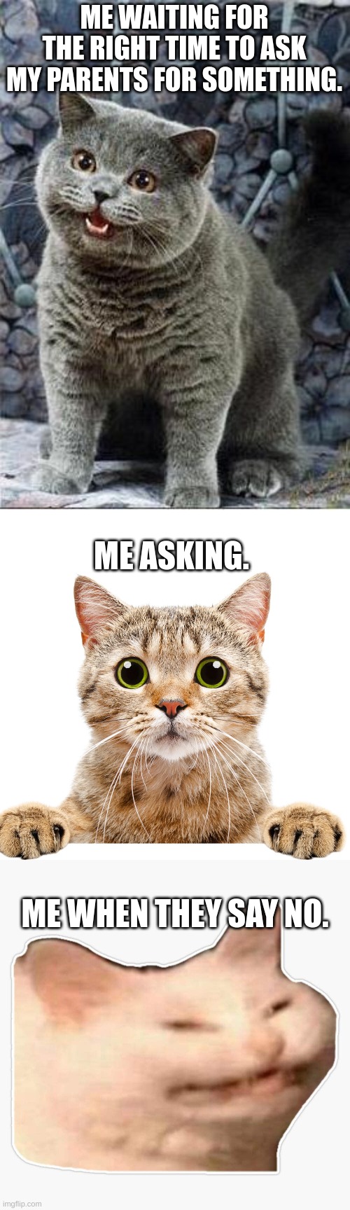ME WAITING FOR THE RIGHT TIME TO ASK MY PARENTS FOR SOMETHING. ME ASKING. ME WHEN THEY SAY NO. | image tagged in i can has cheezburger cat,mad cat,cats | made w/ Imgflip meme maker