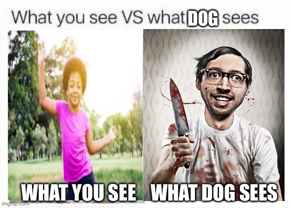 What you see vs what she sees | DOG; WHAT YOU SEE    WHAT DOG SEES | image tagged in memes | made w/ Imgflip meme maker