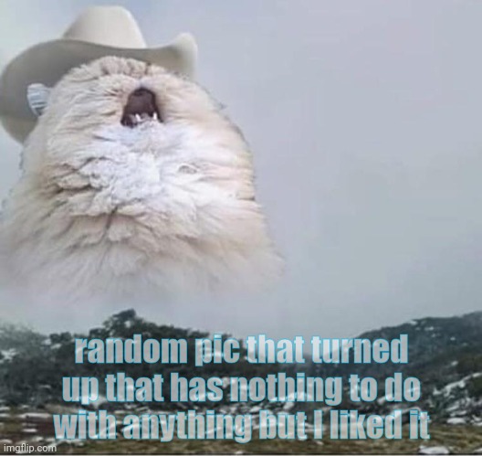 Country Roads Cat | random pic that turned up that has nothing to do with anything but I liked it | image tagged in country roads cat | made w/ Imgflip meme maker