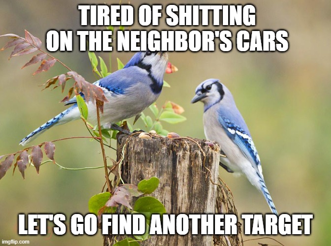 Two Blue Jays | TIRED OF SHITTING ON THE NEIGHBOR'S CARS LET'S GO FIND ANOTHER TARGET | image tagged in two blue jays | made w/ Imgflip meme maker