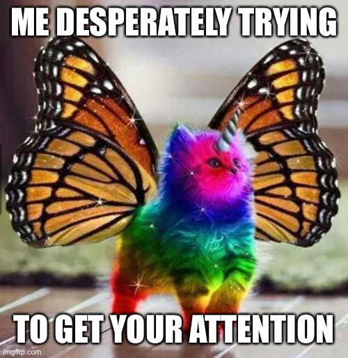 Did It Work? | ME DESPERATELY TRYING; TO GET YOUR ATTENTION | image tagged in rainbow unicorn butterfly kitten | made w/ Imgflip meme maker