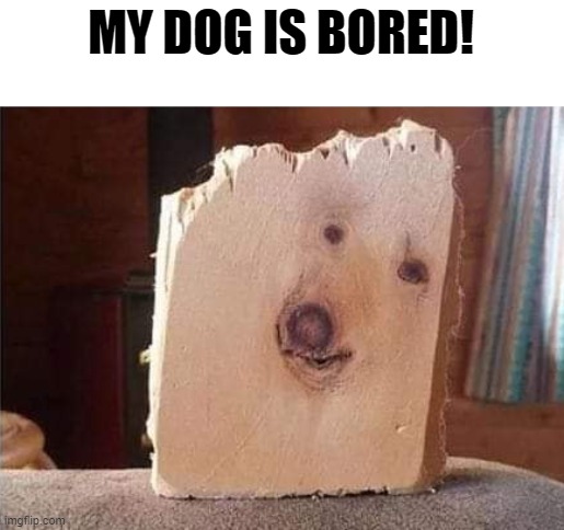 MY DOG IS BORED! | made w/ Imgflip meme maker