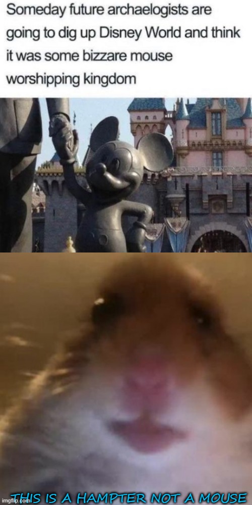 WARNING: | THIS IS A HAMPTER NOT A MOUSE | image tagged in hampter,memes,funny,fun,lol,not lol | made w/ Imgflip meme maker