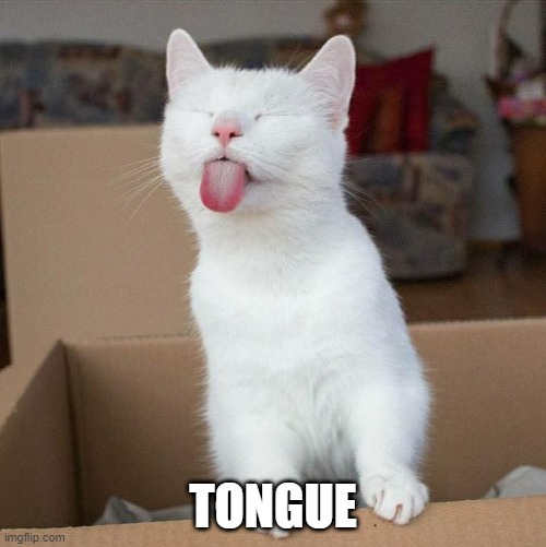 :P cat exist now | TONGUE | image tagged in p,memes,funny,msmg | made w/ Imgflip meme maker