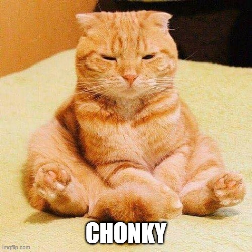 chonky cat exist now | CHONKY | image tagged in chonky cat,memes,funny,msmg | made w/ Imgflip meme maker