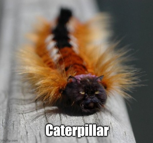 Caterpillar | Caterpillar | image tagged in cats,funny cats,insects,lol,funny memes | made w/ Imgflip meme maker