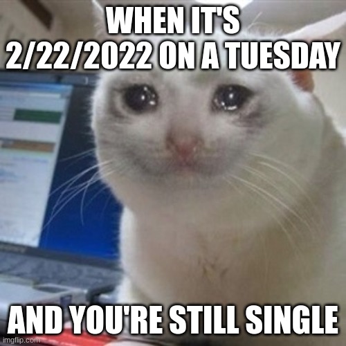 It's a hard-not life for us | WHEN IT'S 2/22/2022 ON A TUESDAY; AND YOU'RE STILL SINGLE | image tagged in crying cat,single,tuesday,22-02-2022 | made w/ Imgflip meme maker