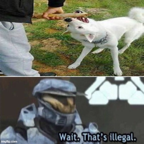 m | image tagged in weird,wait thats illegal,wait that's illegal,wait that s illegal,dog,doggo | made w/ Imgflip meme maker