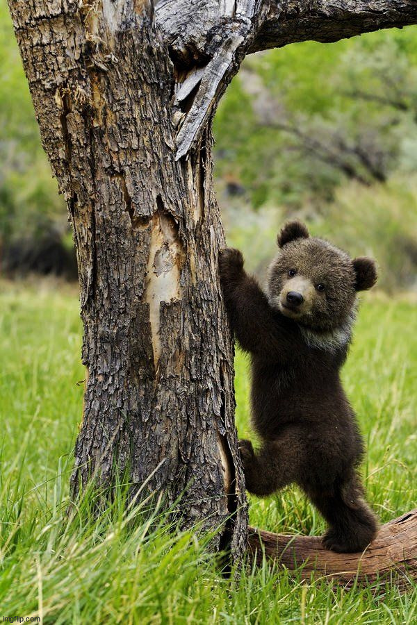 Cute bear | image tagged in awesome | made w/ Imgflip meme maker
