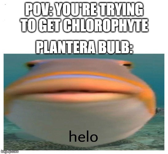 Can anyone relate? | POV: YOU'RE TRYING TO GET CHLOROPHYTE; PLANTERA BULB: | image tagged in helo fish,terraria | made w/ Imgflip meme maker