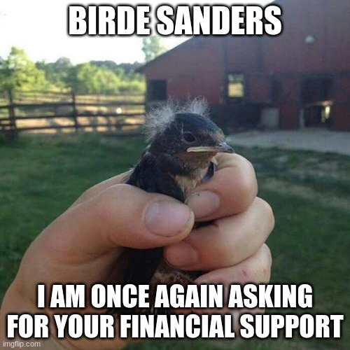 birdie sanders | BIRDE SANDERS; I AM ONCE AGAIN ASKING FOR YOUR FINANCIAL SUPPORT | image tagged in bird sanders | made w/ Imgflip meme maker