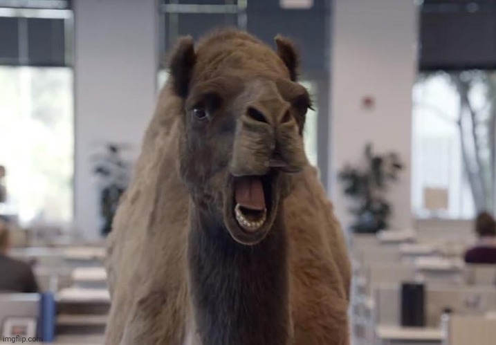 gieco camel wednesday | image tagged in gieco camel wednesday | made w/ Imgflip meme maker