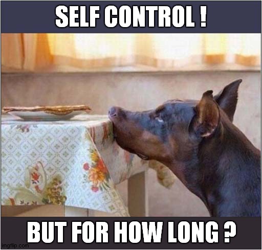 What A Good Boy ! | SELF CONTROL ! BUT FOR HOW LONG ? | image tagged in dogs,training | made w/ Imgflip meme maker