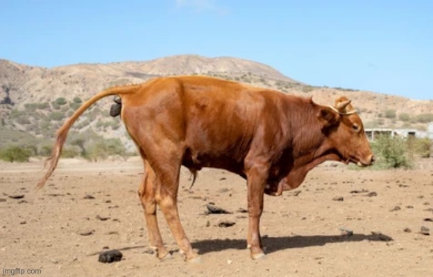 Bullshit | made w/ Imgflip meme maker