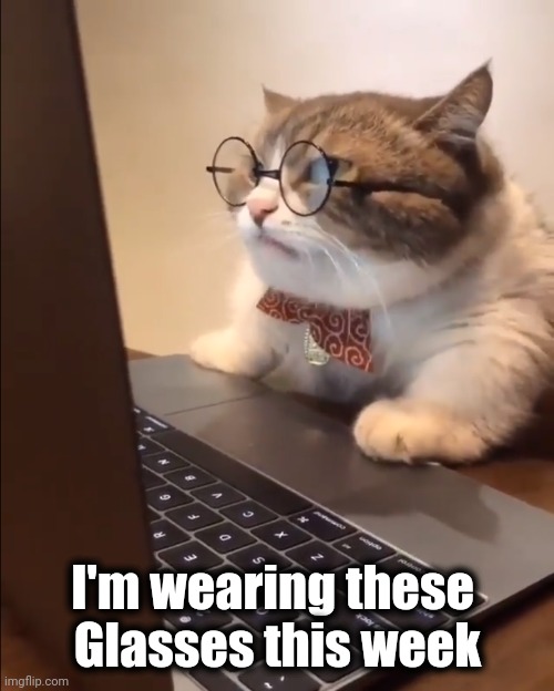 research cat | I'm wearing these 
Glasses this week | image tagged in research cat | made w/ Imgflip meme maker