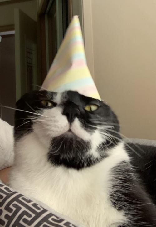 High Quality Party Cat Blank Meme Template