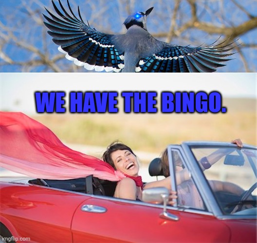 WE HAVE THE BINGO. | image tagged in bluejay,woman in convertible | made w/ Imgflip meme maker