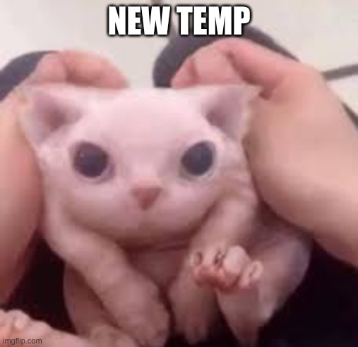 Scrunched Bingus | NEW TEMP | image tagged in scrunched bingus | made w/ Imgflip meme maker