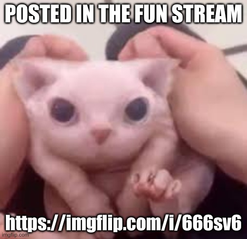 Scrunched Bingus | POSTED IN THE FUN STREAM; https://imgflip.com/i/666sv6 | image tagged in scrunched bingus | made w/ Imgflip meme maker