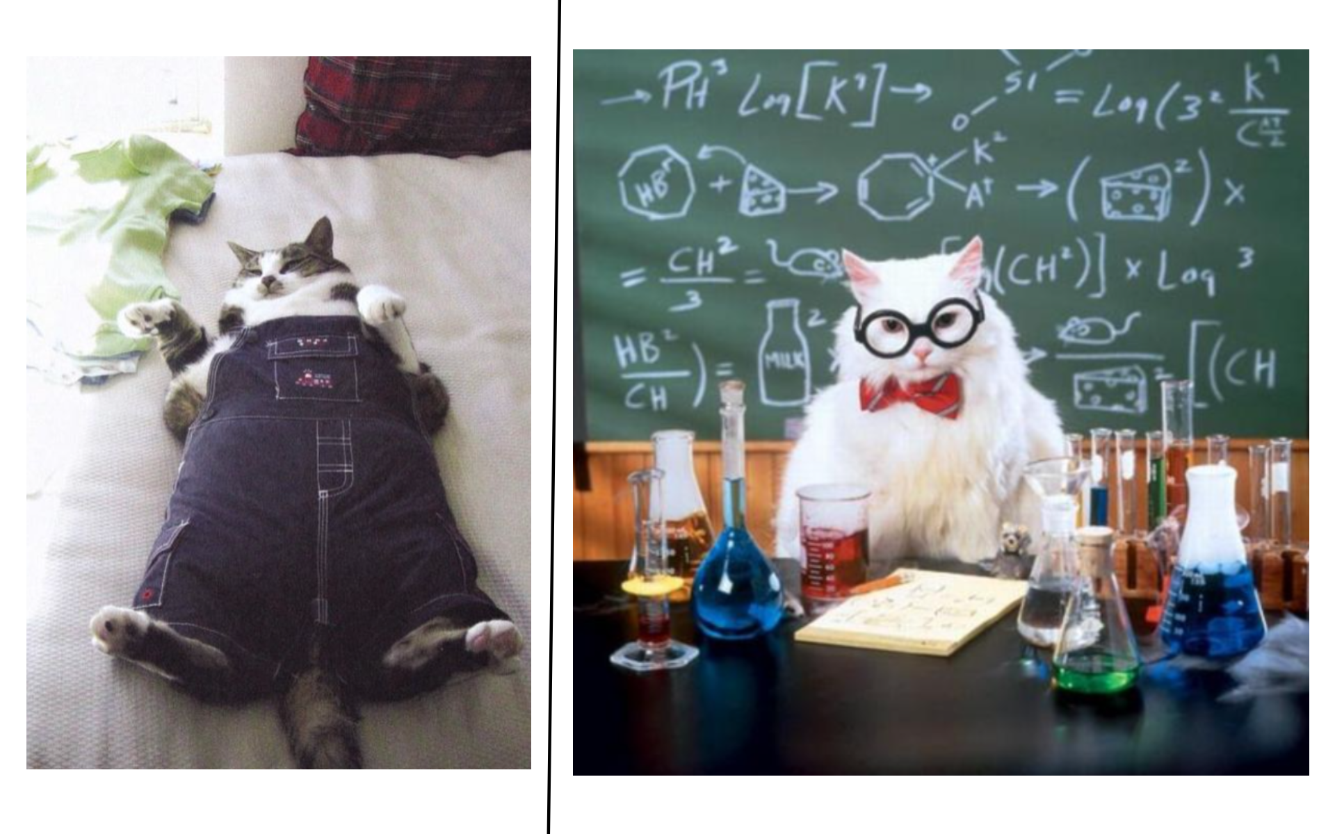 High Quality Not smart cat, vs. Smart cat. Blank Meme Template