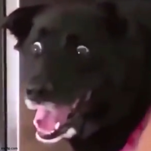 image tagged in scared doggo | made w/ Imgflip meme maker