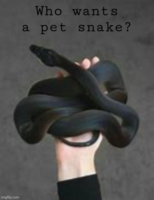 Meee | Who wants a pet snake? | image tagged in snek | made w/ Imgflip meme maker