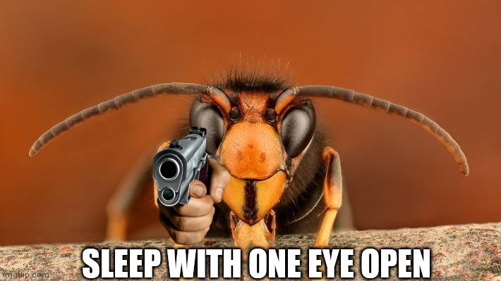 Murder Hornet | SLEEP WITH ONE EYE OPEN | image tagged in murder hornet | made w/ Imgflip meme maker