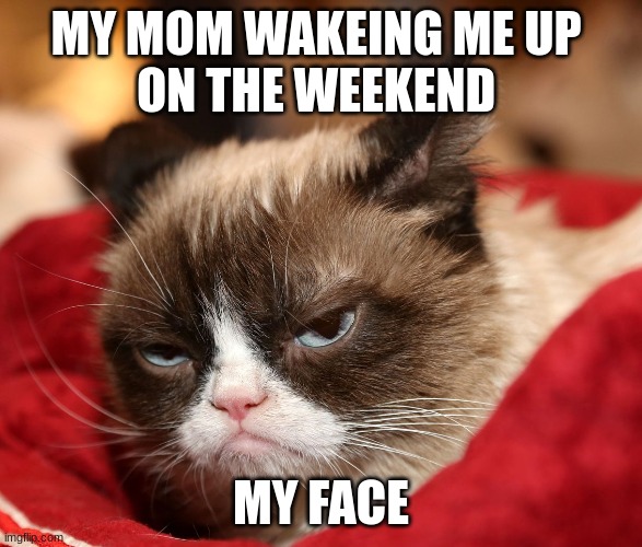 dangggg i know its stupid | MY MOM WAKEING ME UP 
ON THE WEEKEND; MY FACE | image tagged in angry,die,grumpy cat | made w/ Imgflip meme maker