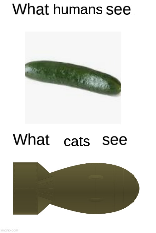 NUKE | humans; cats | image tagged in what blank sees vs what blank sees | made w/ Imgflip meme maker
