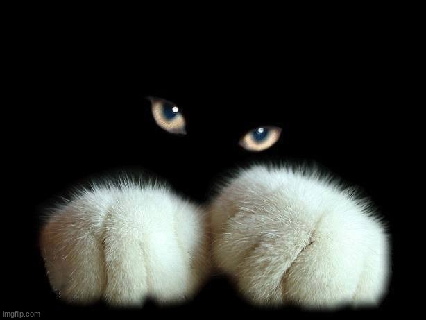 cat in dark | image tagged in cat in dark | made w/ Imgflip meme maker