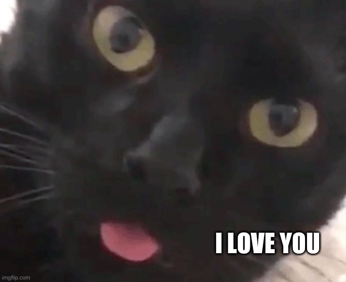 I LOVE YOU | image tagged in cat,cute cat,sexy cat,i love you,i love cats | made w/ Imgflip meme maker