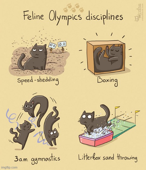 i didnt know cat was athletic | image tagged in memes,not memes,funny,comics | made w/ Imgflip meme maker
