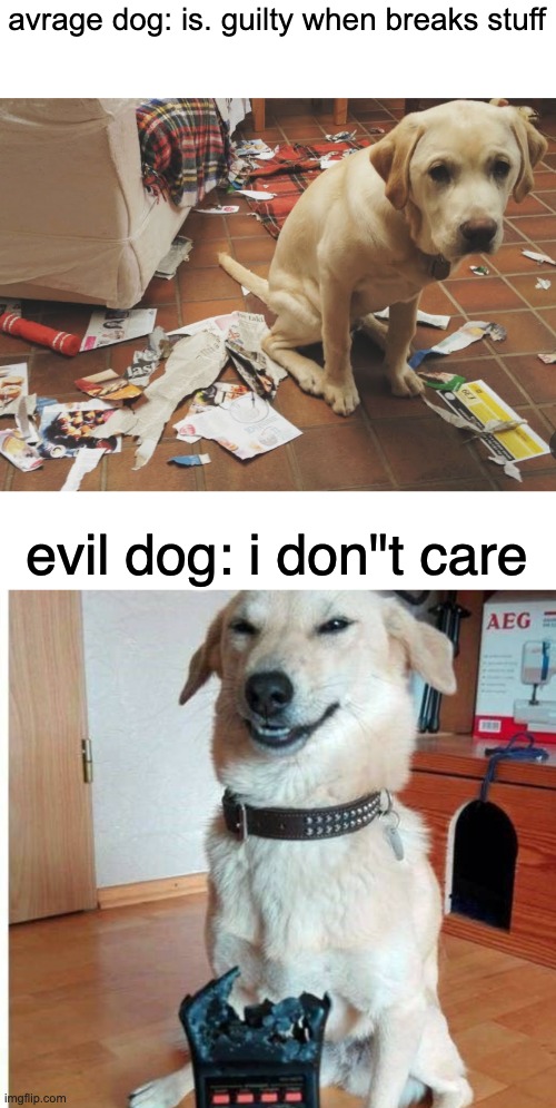 evil dog | avrage dog: is. guilty when breaks stuff; evil dog: i don"t care | image tagged in mean,lol,u are die | made w/ Imgflip meme maker